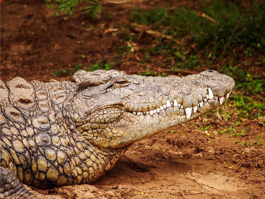 Sonhar com Crocodilos