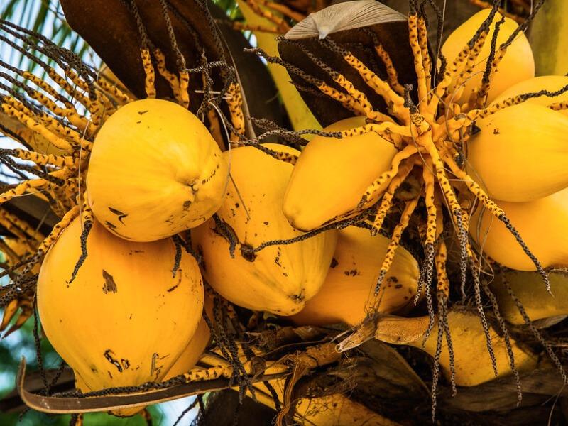 Sonhar com Cocos Amarelos