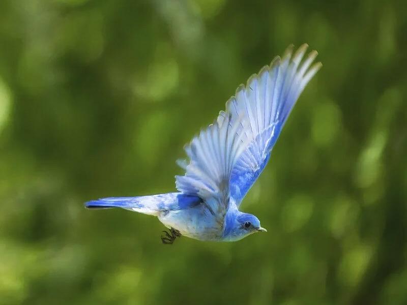 Sonhar com Beija-flor Azul