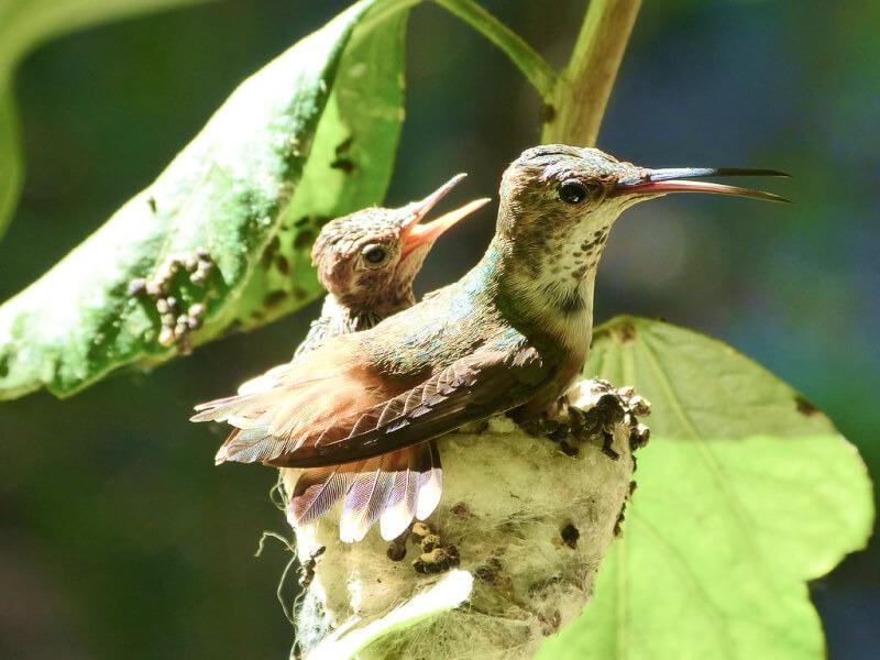 Sonhar com Bebê Beija-flor