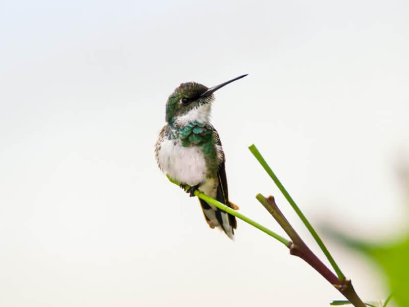 Sonhar com Colibri Chiquito