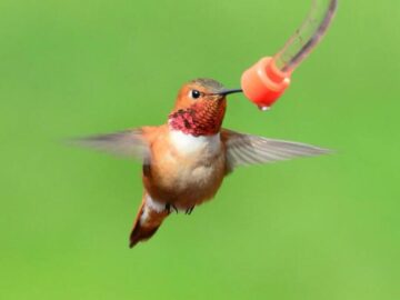 Thumbnail Sonhar com Colibri Vermelho