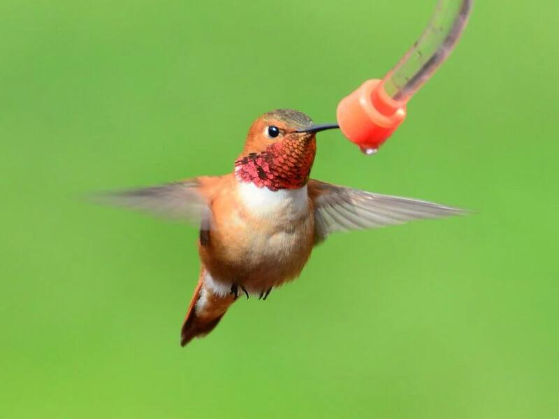 Sonhar com Colibri Vermelho