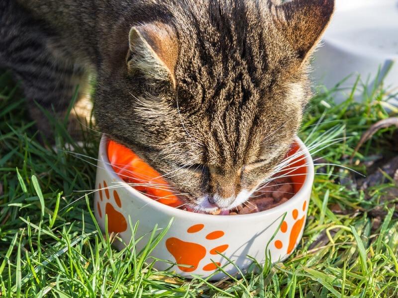 Sonhar com Comida de Gato