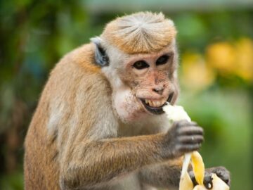 Sonhar com Comendo Banana