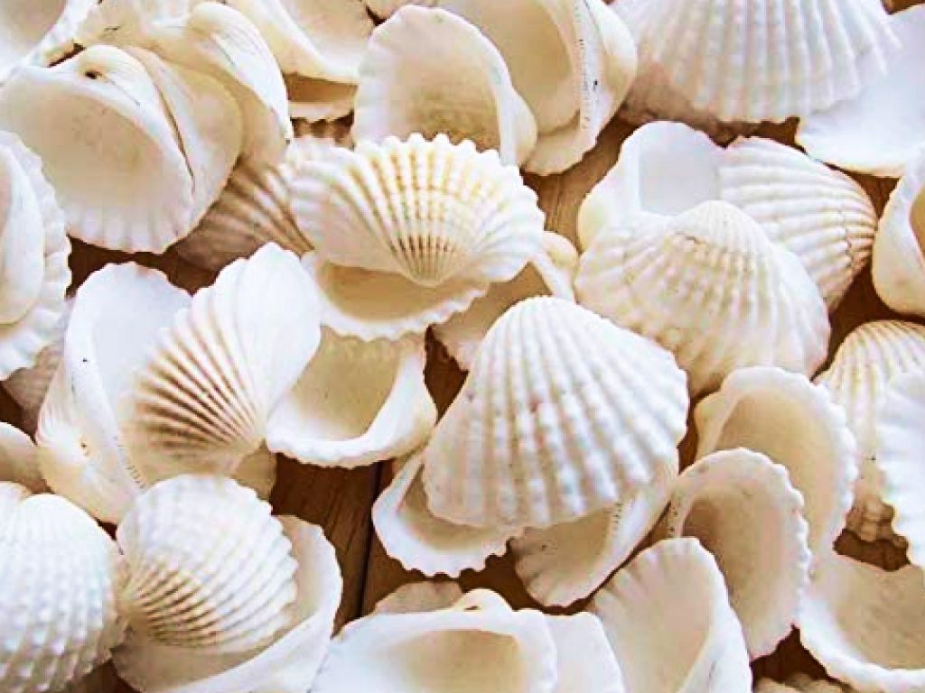 Sonhar com Conchas Brancas