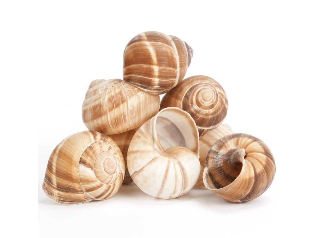 Sonhar com Conchas de Caracol