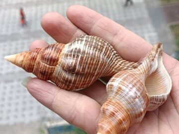 Thumbnail Sonhar com Conchas na Mão