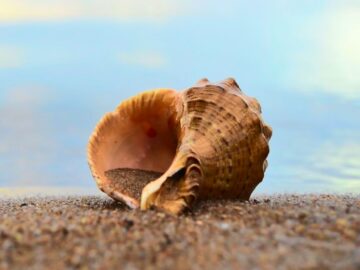 Thumbnail Sonhar com Conchas na Praia