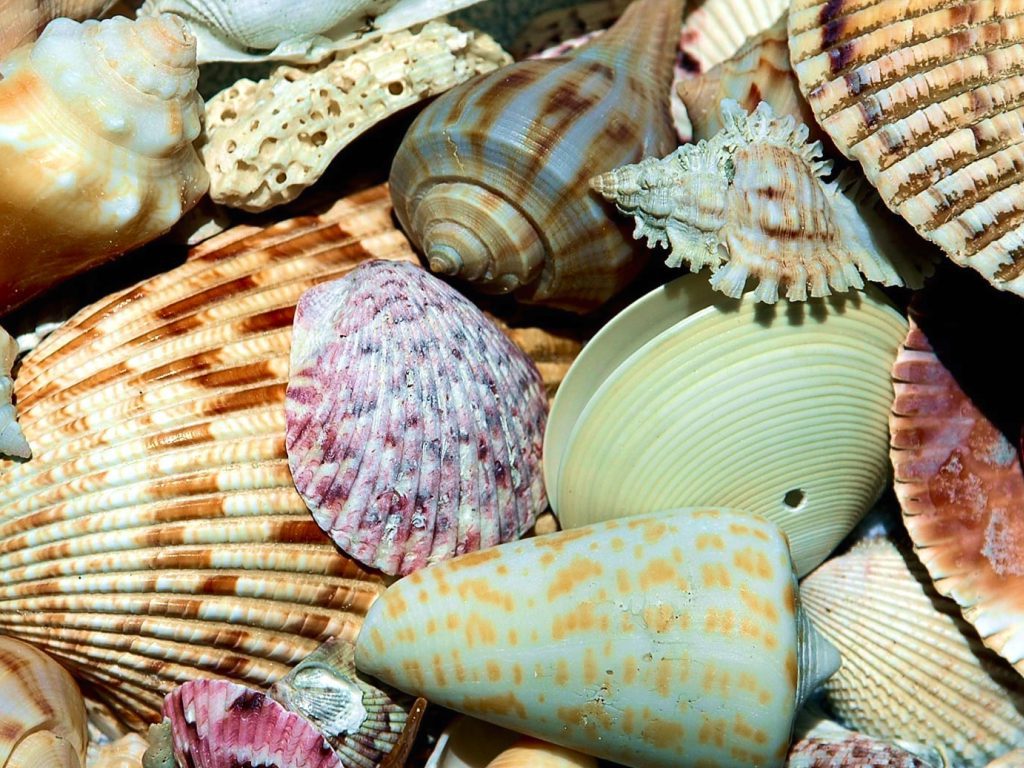 Sonhar com Conchas do Mar