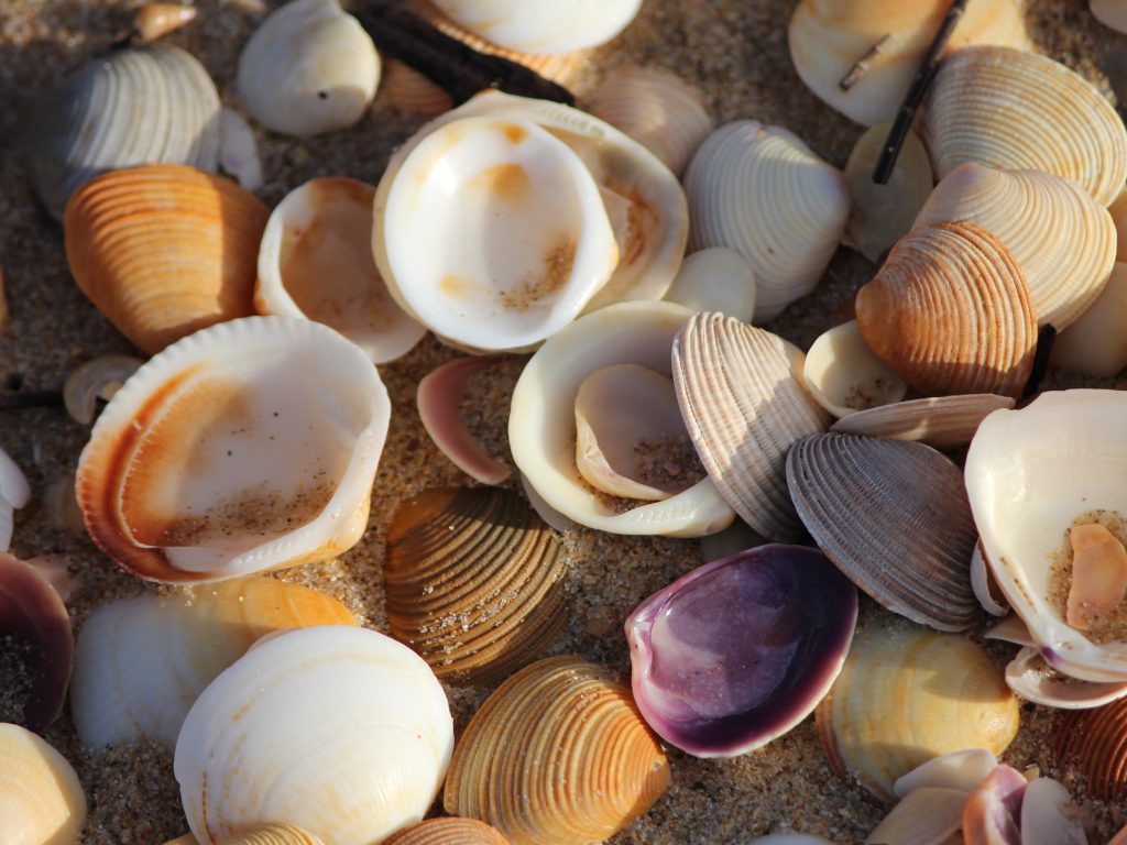 Sonhar com Conchas