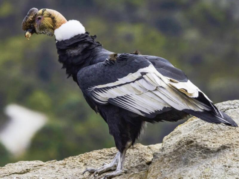 Sonhar com Condor Andino