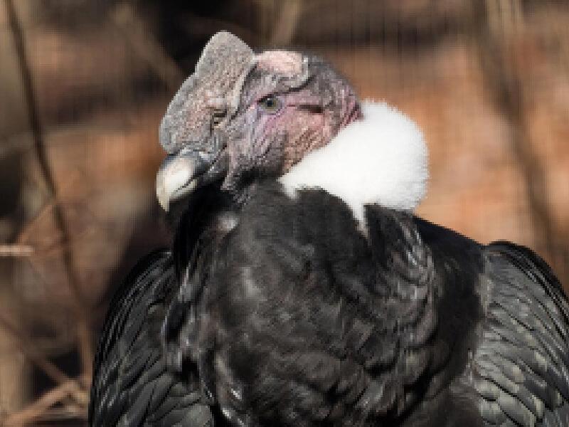 Sonhar com Condor Branco