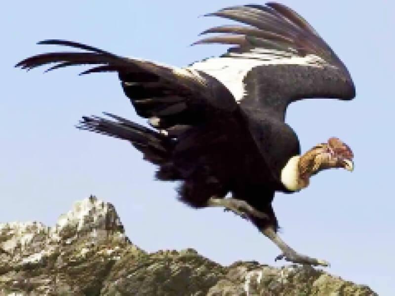 Sonhar com Condor Colorido