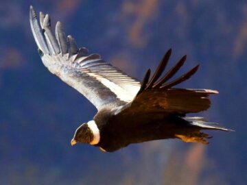 Thumbnail Sonhar com Condor no Céu