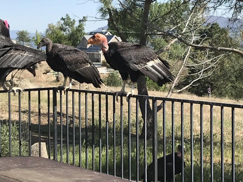 Sonhar com Condor em Minha Casa