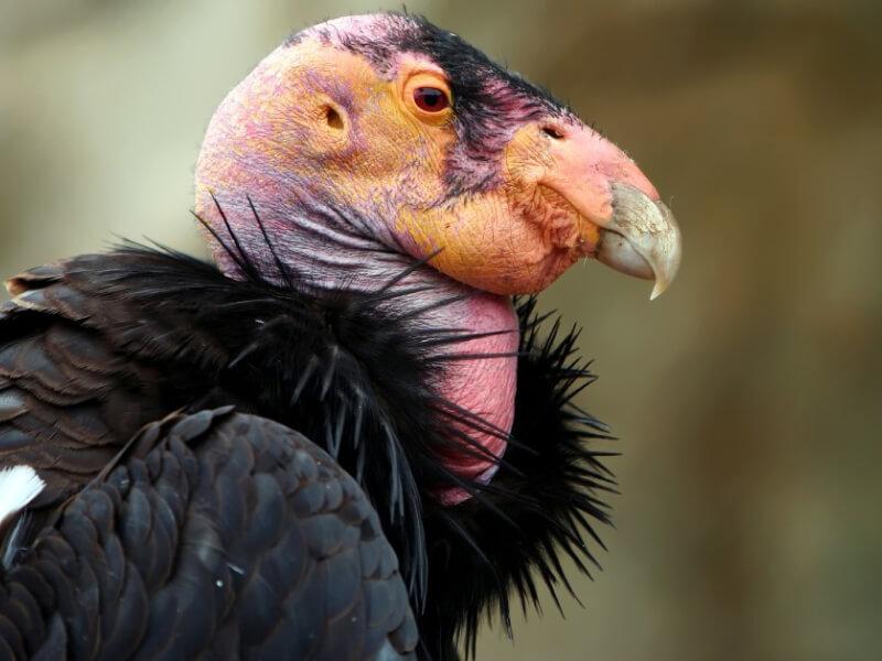 Sonhar com Condor Doente