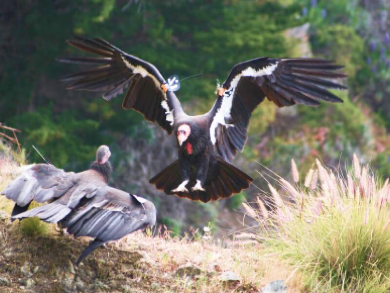 Sonhar com Condor Jovem