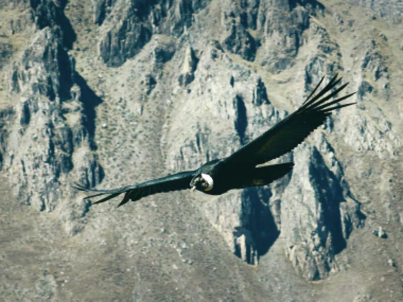Sonhar com Condor Negro