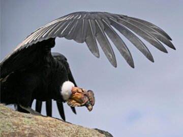 Thumbnail Sonhar com Condor Atacante