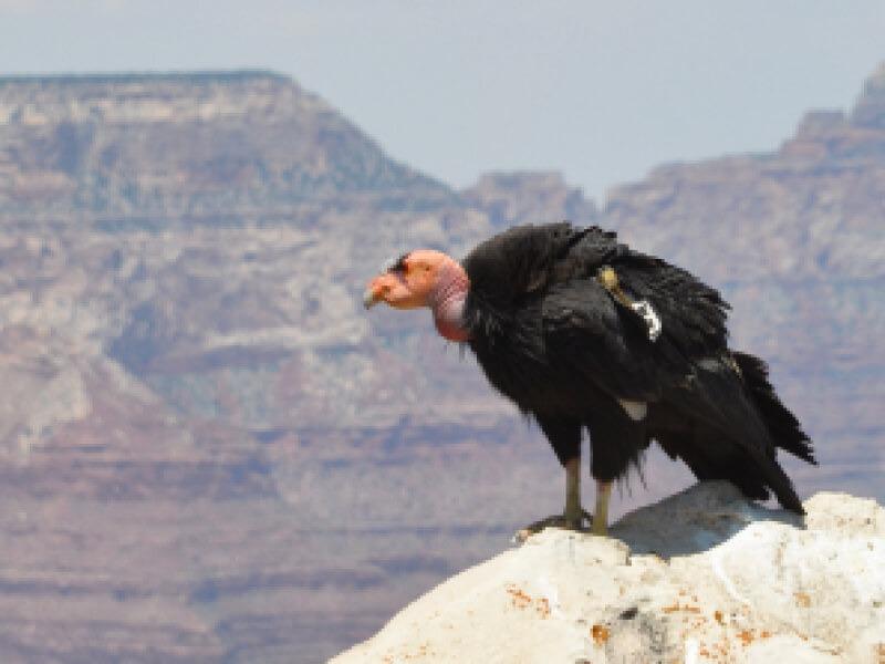Sonhar com Condor Velho
