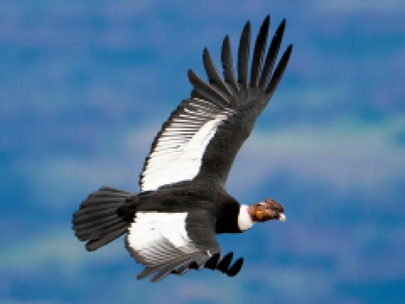 Sonhar com Condor Voador