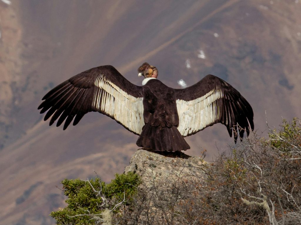 Sonhar com Condor
