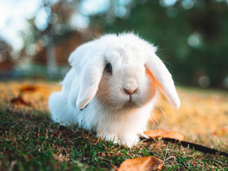 Sonhar com Coelhos Bebês