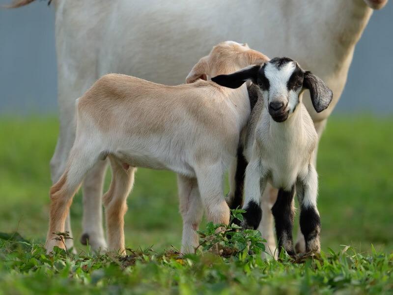 Sonhar com Pequenos Cordeiros