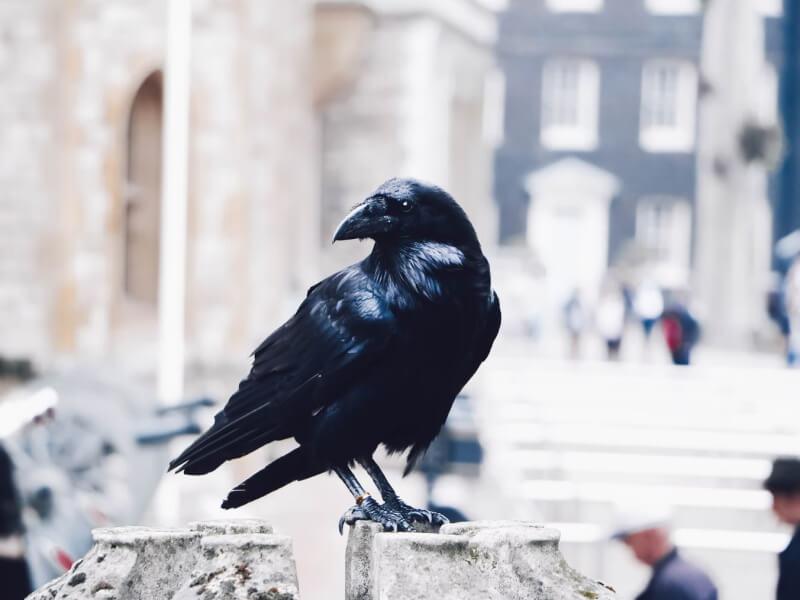 Sonhar com Corvo