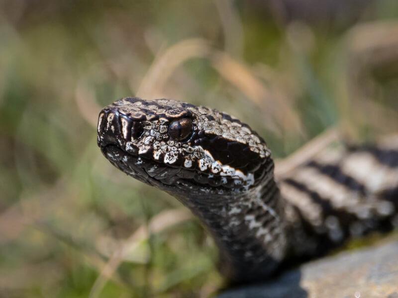Sonhar com Cobras Agressivas