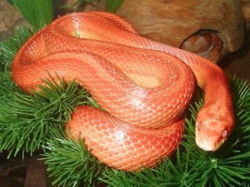 Sonhar com Cobras Laranjas