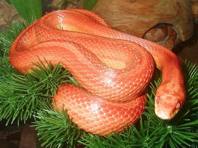 Sonhar com Cobras Laranjas