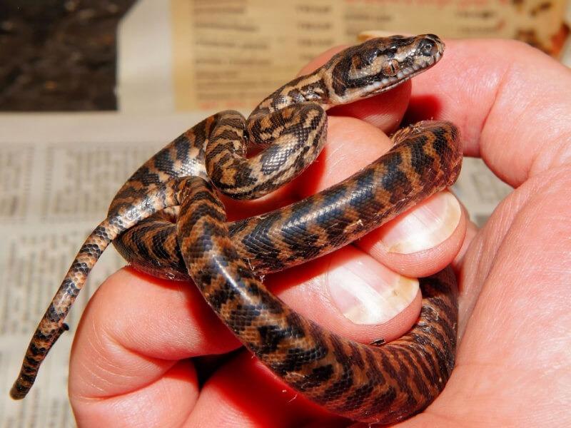 Sonhar com Cobras Bebês