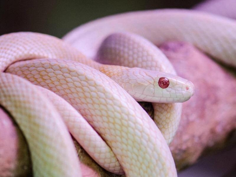 Sonhar com Cobras Brancas