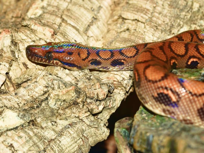 Sonhar com Cobras Coloridas