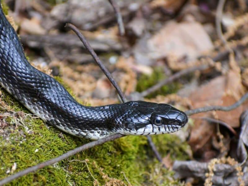 Sonhar com Cobras Negras