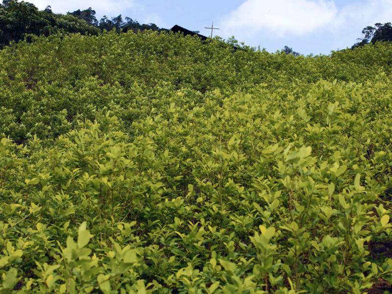 Sonhar com Culturas de Coca