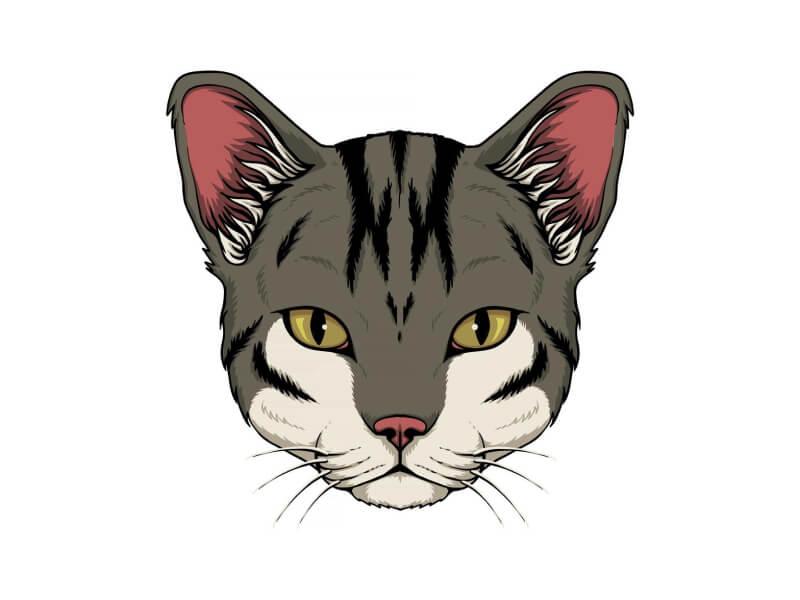 Sonhar com Decapitar Gato
