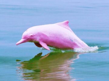 Sonhar com Golfinhos Cor-de-rosa