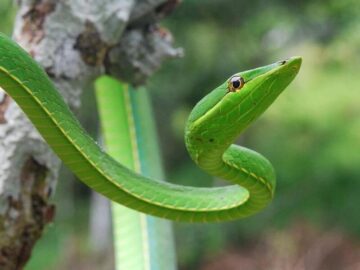 Thumbnail Sonhar com Desaparecimento de Cobras