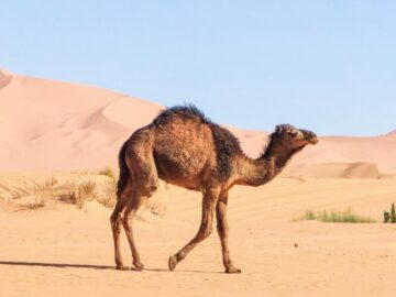 Thumbnail Sonhar com Deserto de Animais