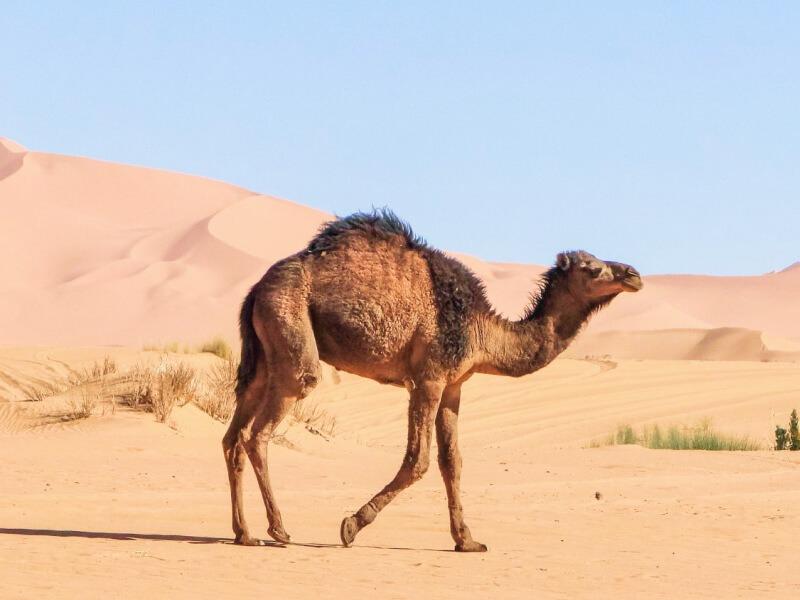 Sonhar com Deserto de Animais