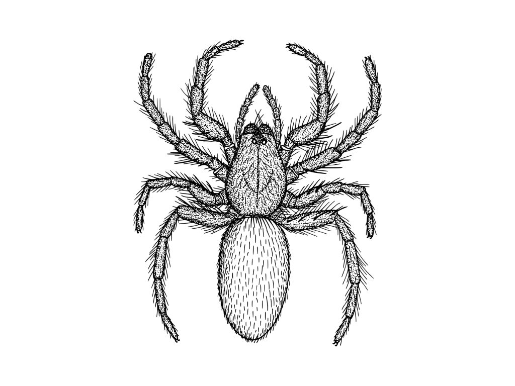 Sonhar com Desenho de Aranhas