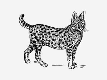 Thumbnail Sonhar com Desenho de Gatos