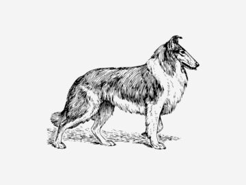 Sonhar com Desenho de Cães