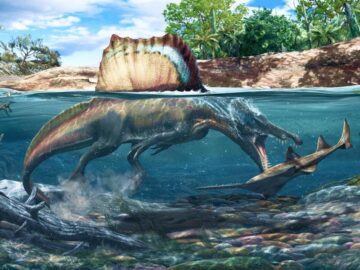 Thumbnail Sonhar com Dinossauros Carnívoros