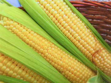 Sonhar com Elote Fresco