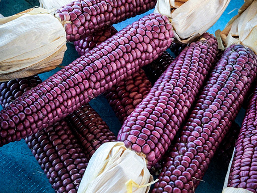 Sonhar com Milho Roxo