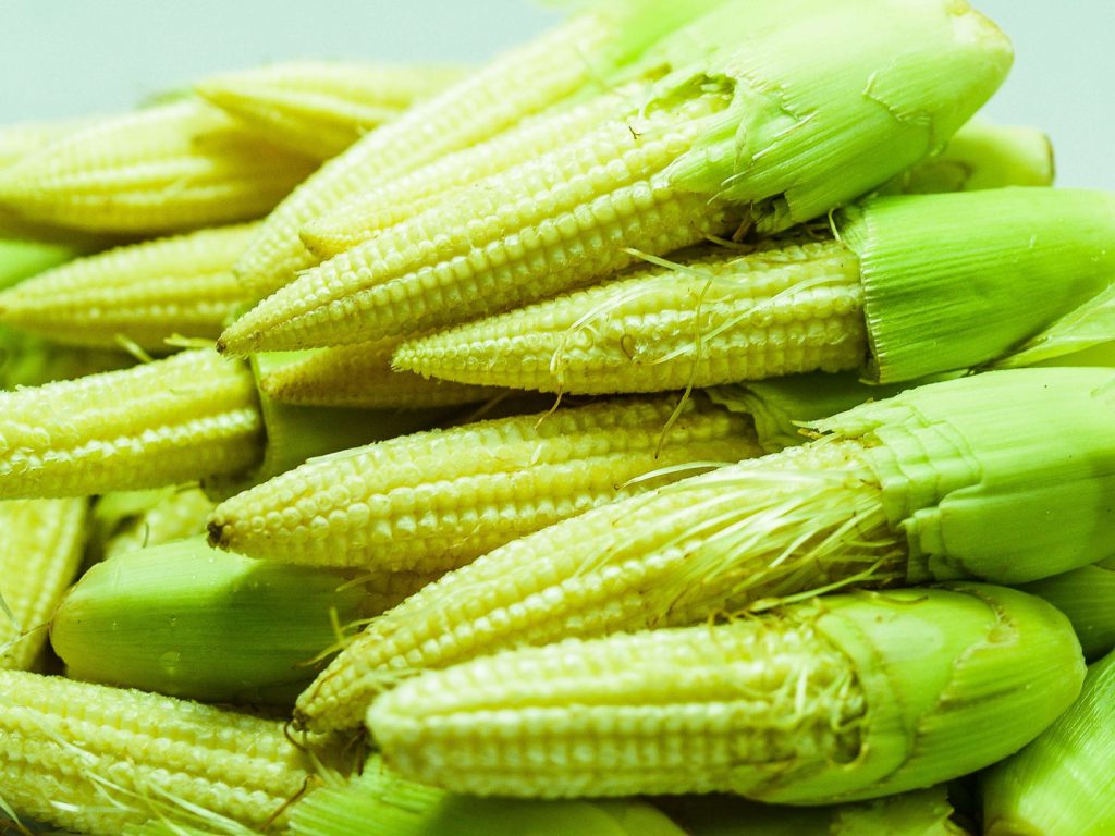 Sonhar com Elote Pequeno